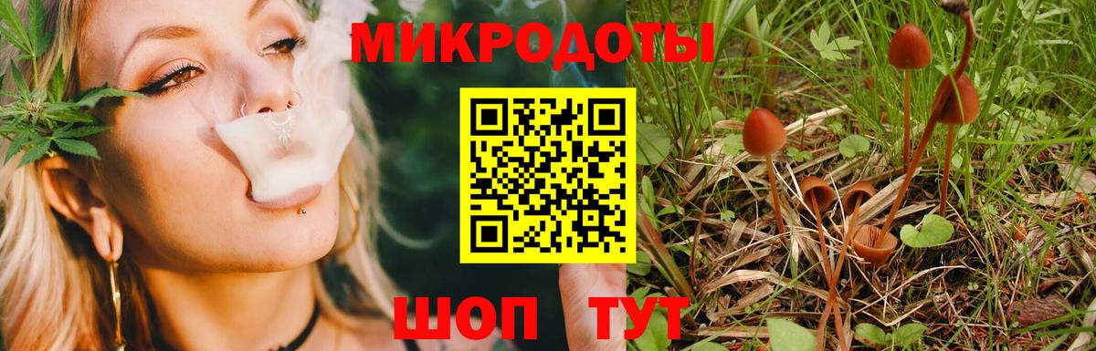 Псилоцибиновые грибы Psilocybe Курчатов